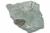 Flexicalymene Trilobite Fossil - Indiana #289059-3